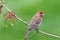 Male House Finch on a Branch with Spring Flowers