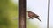 A male house finch feeding on the bird feeder