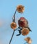 Male House Finch looking for seeds