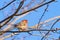 Male House Finch On Maple