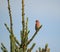 Male House finch resting on branch