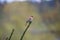 Male House finch resting on branch