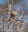 Male House finch resting on branch