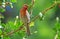 Male House Finch resting in a Hibiscus bush.