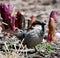 Male House Sparrow