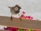 Male house sparrow on back of cafÃ© chair