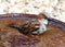 A male House Sparrow bathing