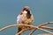 Male house sparrow close up