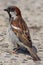 Male house sparrow Passer domesticus. Close up of garden bird