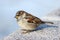 A male house sparrow Passer domesticus perched on a granite parapet with a piece of grass in its beak