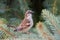 Male house sparrow, Passer domesticus, perched on a tree branch.