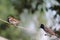 A male house sparrow perched with Dark-caped bulbul on a cable