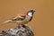 Male House Sparrow perched on rock