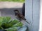 Male House sparrow protrait