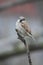 A Male House Sparrow sitting Atop a dead branch 2 - Passer domesticus