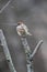 A Male House Sparrow sitting Atop a dead branch - Passer domesticus