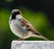 A male House sparrow. Sparrows are a family of small passerine birds. They are also known as true sparrows, or Old World sparrows