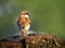 A male House sparrow. Sparrows are a family of small passerine birds. They are also known as true sparrows, or Old World sparrows