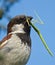 Male House Sparrow with Stick insect