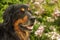 Male hovawart black and gold portrait with background of flowers