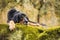 Male hovawart black and gold resting on a moss-covered rock