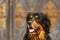 male hovawart, hovie black and gold marked dog portrait with historical door background