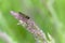 Male hoverfly on a pink grass stem