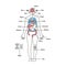 Male human anatomy body internal organs vector diagram