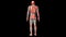 male human skeleton anatomy. 3d render