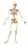 Male Human skeleton, in dynamic posture, front view.