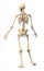 Male Human skeleton, in dynamic posture, rear view.