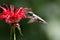 Male hummingbird feeding on a flower