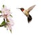 Male Hummingbird hovering next to light pink apple blossoms