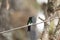 Male hummingbird perched on a branch, glowing puffleg, Eriocnemis vestita