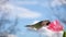 Male Hummingbird in Slow Motion with Blue Sky and Clouds in Distance