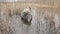 A male hunter sets a metal trap for a beaver. Beaver hunting in a trap on the river bank. Beaver hunting with a trap.