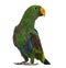 Male Hybrid Eclectus parrot (7 months old)