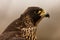 Male hybrid peregrine falcon Falco peregrinus and saker falcon Falco cherrug portrait close up