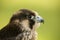 Male hybrid peregrine and saker falcon portrait head close up