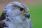 Male hybrid peregrine and saker falcon portrait head close up