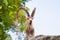 Male Ibex on a cliff looking straight into the camera and showing full large horns and beard against blue sky