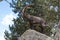 A male ibex on its rock