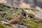 Male ibex in Sierra Nevada national park, granada, Spain