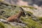 Male ibex in Sierra Nevada national park, granada, Spain