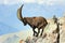 A male ibex in the Vanoise National Park