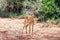 Male impala (Aepyceros melampus)