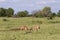 .Male impala Aepyceros melampus rams fighting for dominance and locking horns during rutting season