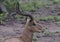 Male Impala, Aepyceros melampus,sitting on ground