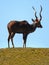 Male Impala Africa