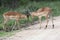 Male Impala antelope before horns collide